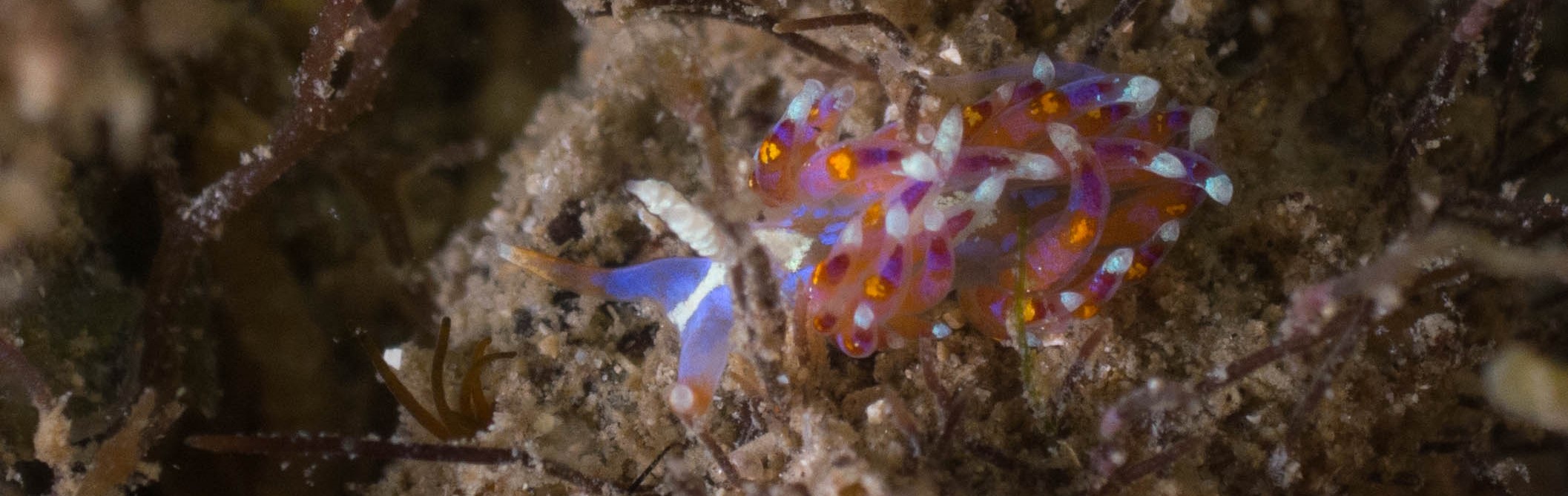 Where have all the nudibranchs gone?